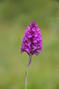 Anacamptis pyramidalis